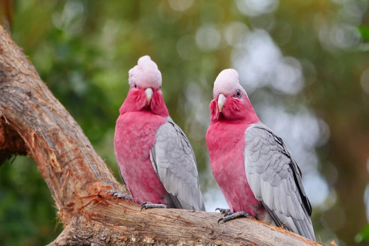 Why I started an Australian Wildlife Stock Video Business.