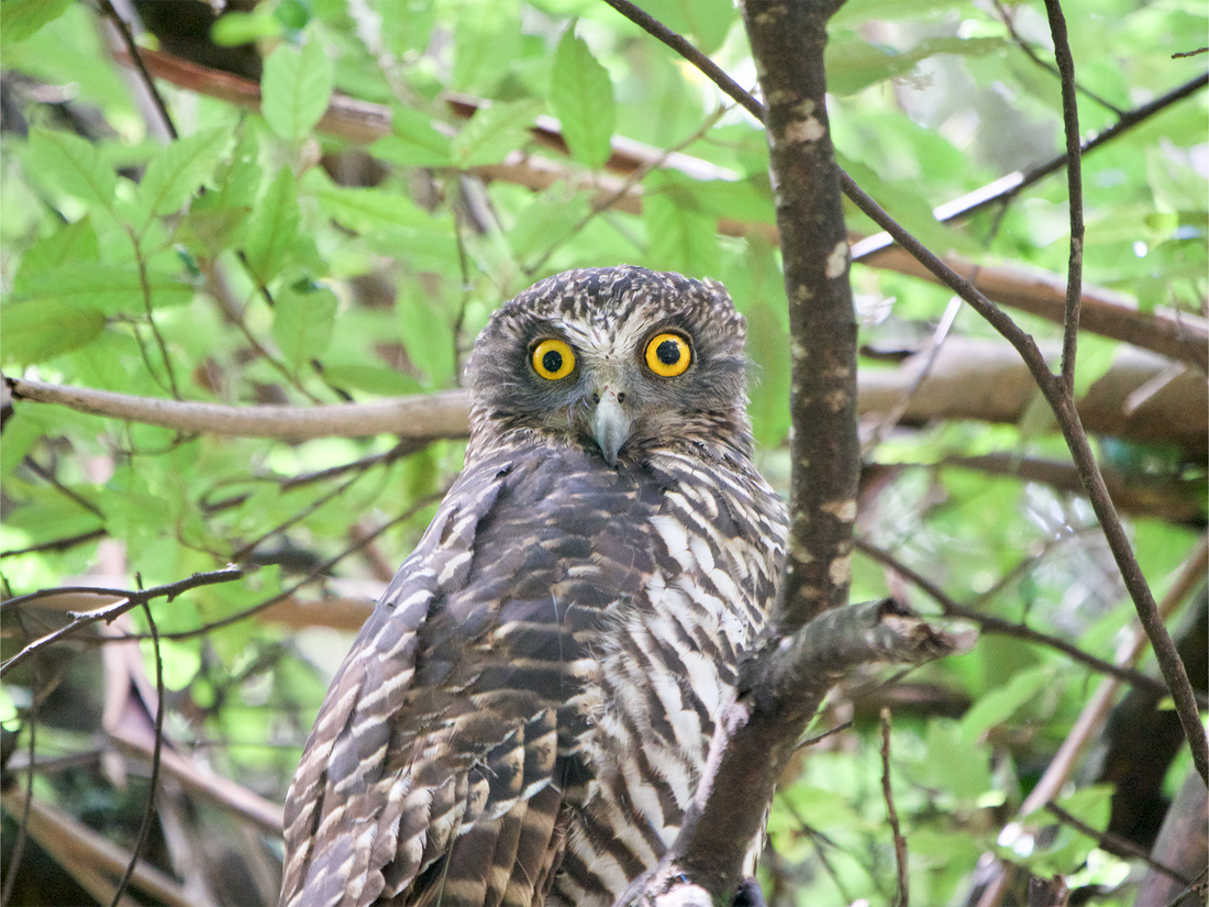 Call of the Powerful Owl - My quest to capture video footage of Australia's largest owl.