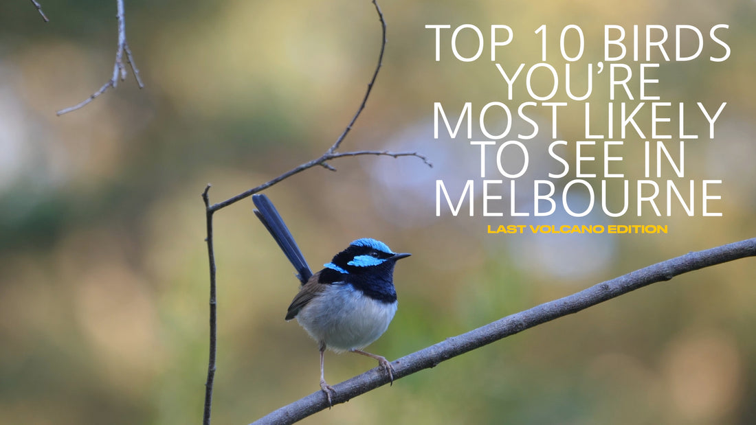 Top 10 birds you’re likely to see in Melbourne!