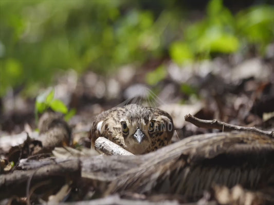 Bush Stone-curlew - close up sequence 4K