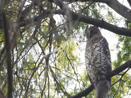 Powerful Owl - clutching dead possum extended sequence 4K