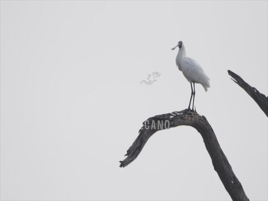 Royal Spoonbill - perched high over a lake 4K