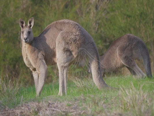 Eastern Grey Kangaroo - large male - 4K