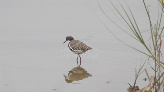 Red-kneed dotterel - sequence 4K