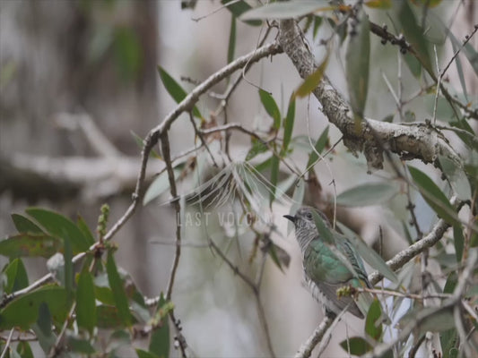 Shining bronze cuckoo - sequence 4K