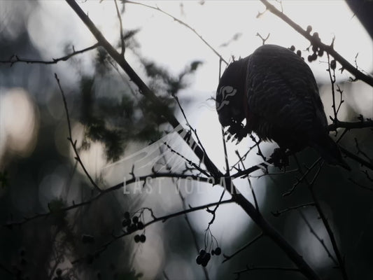 Gang-gang cockatoo - bird eating in silhouette 4K