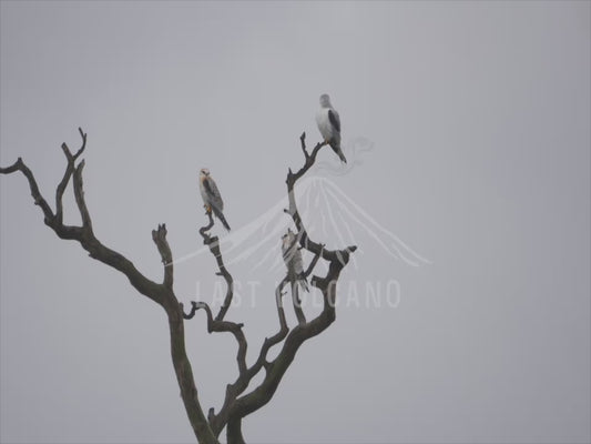 Black-shouldered Kite - three birds perched in a dead tree 4K