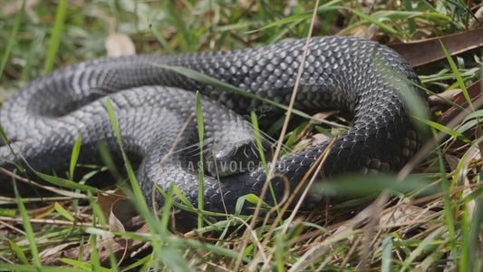 Tiger snake - Australian Wildlife Stock Video 4K