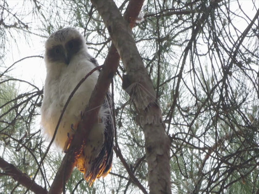 Powerful Owl chick -fledgling high in a tree at dawn 4K Australian Wildlife Stock Video