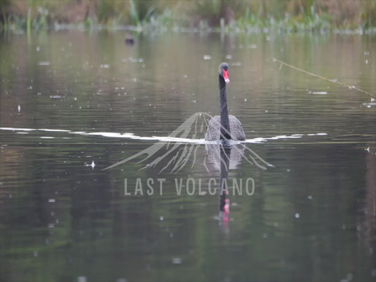 Black Swan - one bird swimming through the rain 4K