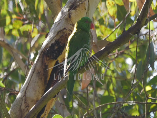 Scaly-breasted lorikeet - two birds sequence 4K