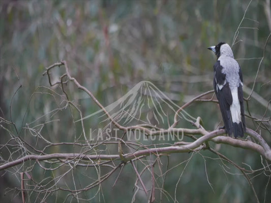 Australian Magpie - perched sequence 4K