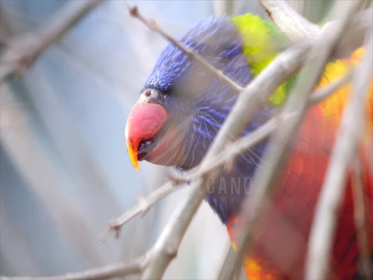 Rainbow lorikeet - bird eating fruit close up 4K