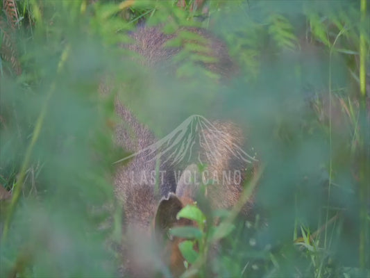 Swamp wallaby - hidden in the foliage sequence 4K