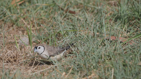 Double-barred finch - sequence 4K