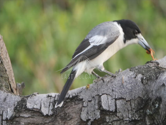 Pied butcherbird - eating an insect 4K