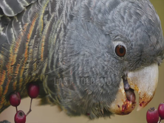 Gang-gang cockatoo - female bird eating slow motion 4K