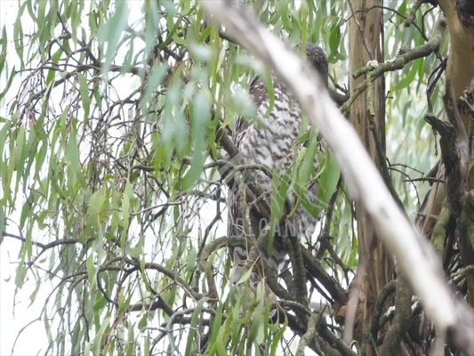 Powerful Owl - two birds asleep high in a tree 4K