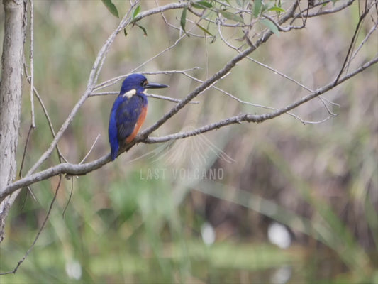 Azure kingfisher - perched over a lagoon 4K