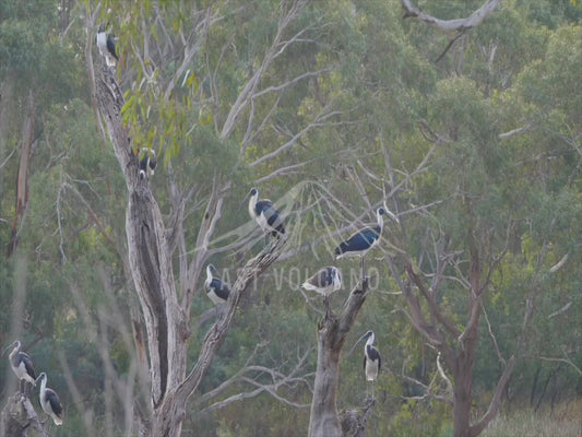 Straw-necked ibis - group of birds in a tree 4K