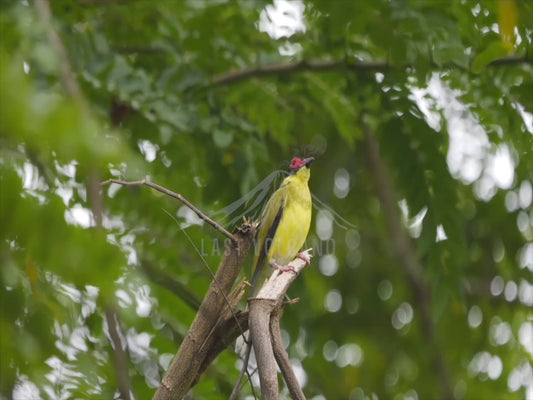 Australasian Figbird - male bird perched 4K Australian Wildlife Stock Video