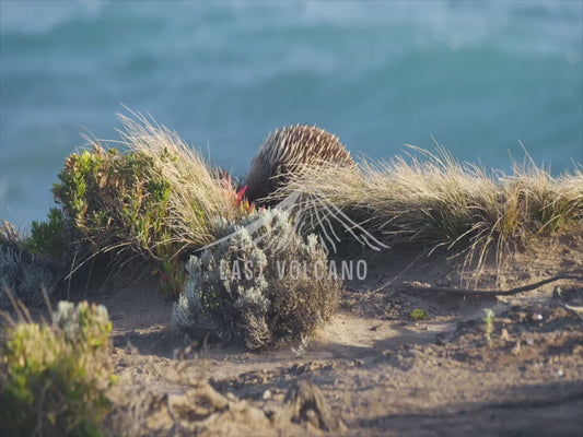 Short-beaked Echidna - on the beach sequence 4K Australian Wildlife Stock Video