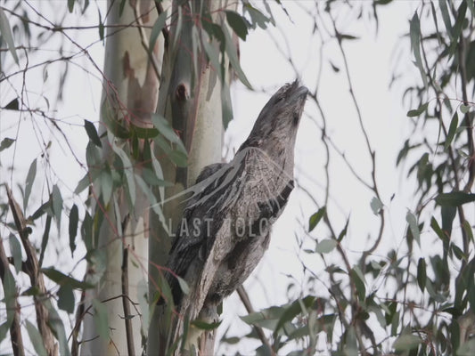 Tawny Frogmouth - two birds perched 4K