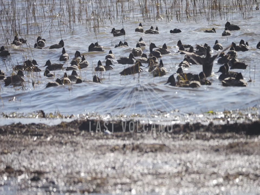 Freckled Duck - ducks on a lake sequence 4K