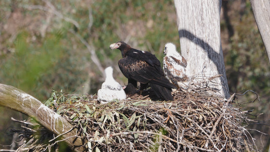 Wedge-tailed Eagle calling 4K - Australian Wildlife Stock Video