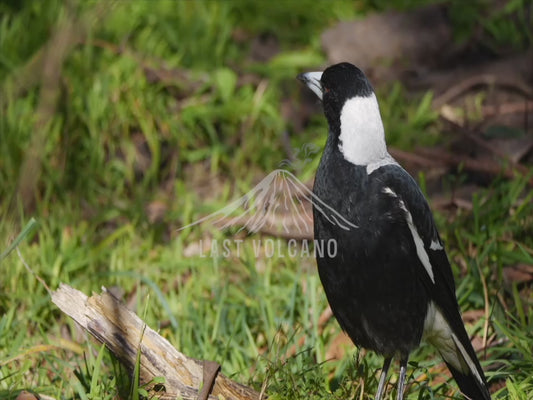 Australian Magpie - sequence 4K