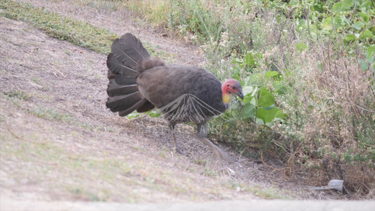 Australian brush turkey - sequence 4K