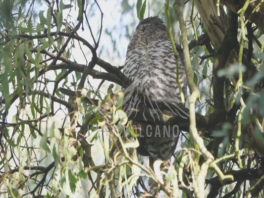 Powerful Owl - high in a tree 4K