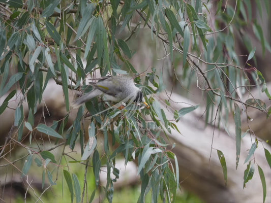 Noisy miner - feasting 4K