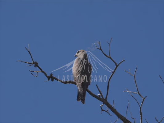 Whistling Kite - perched high against the sky 4K