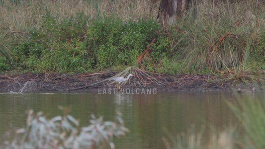 General wetlands highlights sequence 4K