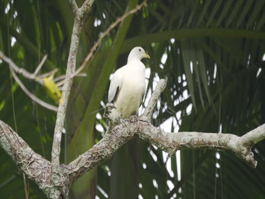 Pied Imperial Pigeon - perched 4K Australian Wildlife Stock Video