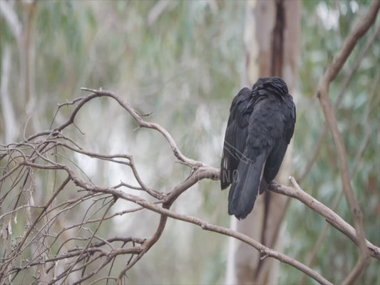 White-winged chough - perched 4K Australian Wildlife Stock Video