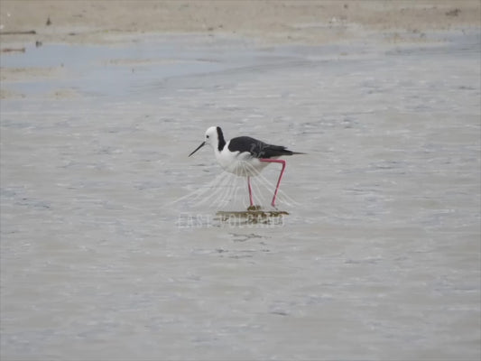 Pied stilt - sequence 4K