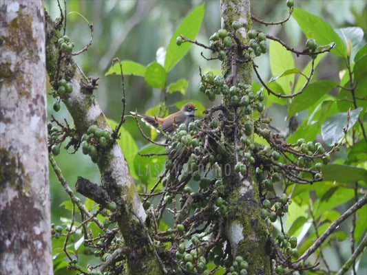 Rufous fantail - in the rainforest 4K Australian Wildlife Stock Video