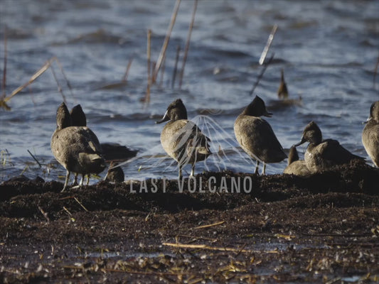 Freckled Duck - large number on a lake sequence 4K