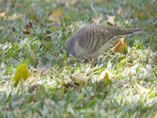 Peaceful dove - one bird on the ground 4K Australian Wildlife Stock Video