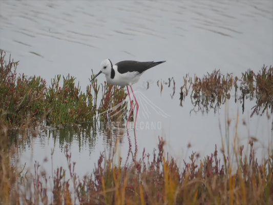 Pied stilt - wading sequence 4K