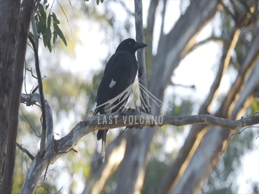 Pied currawong - perched 4K Australian Wildlife Stock Video