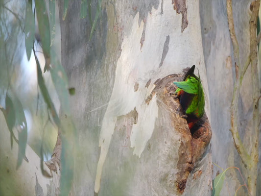 Rainbow lorikeet - in a tree hollow - 4K