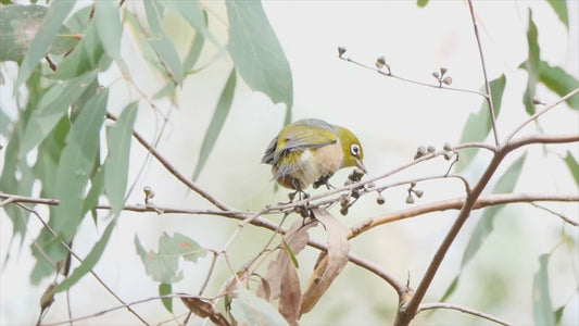 Silvereye - Stock video sequence 4K