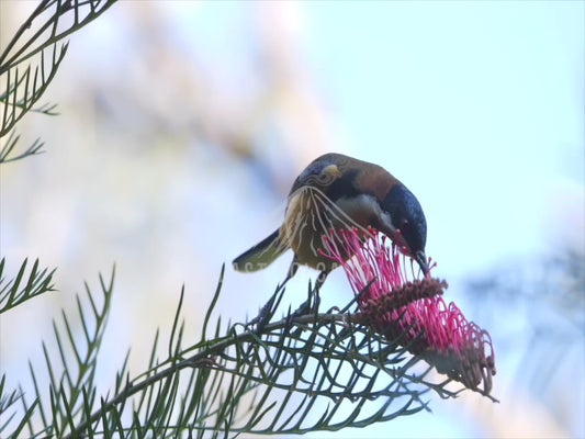 Eastern Spinebill - feeding on a flower 4K