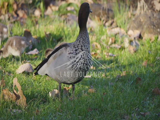 Australian wood duck family - sequence 4K Australian Wildlife Stock Video