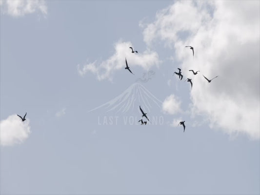 Black cormorants - in flight 4K