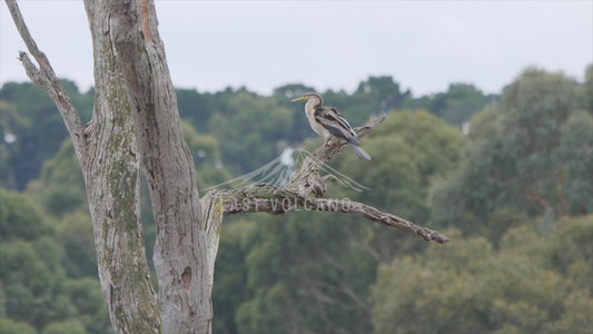 Australasian darter - perched on a dead branch over a lake 4K