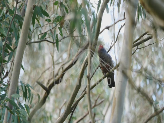 Gang-gang cockatoo - young male bird feeding 4K